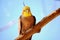 Portrait of parrot cockatiel, cockatiel close-up