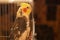 Portrait of parrot corella