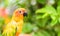 Portrait of parrot perching on tree branch in parks and outdoors in nature