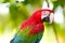 Portrait of parrot (red and green Macaw)