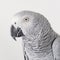 Portrait parrot in studio