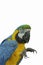 Portrait Parrots on white background