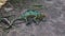 Portrait of Parson`s chameleon aka Calumma parsonii in Andasibe-Mantadia National Park, Madagascar