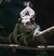 Portrait of Parson`s chameleon aka Calumma parsonii in Andasibe-Mantadia National Park, Madagascar