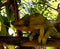 Portrait of Parson`s chameleon aka Calumma parsonii in Andasibe-Mantadia National Park, Madagascar