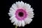 Portrait of pastel gerbera daisy flower on the black background