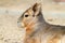 Portrait of patagonian cavy