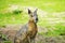 Portrait of the Patagonian Mara.