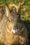 Portrait of a patagonian mara