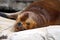 Portrait of a Patagonian sea lion