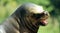 Portrait of a Patagonian sea lion