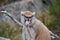 Portrait of a Patas Monkey