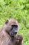 Portrait of Pavian (P. Anubis) Eating a Leaf, Botswana