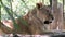 Portrait of a peaceful lioness in the nature. zoologic park, zoo, safari