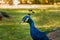 Portrait of peacock in cage at zoo, bokeh background. Pavo Cristatus