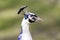 Portrait of a peacock harlequin