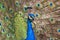 Portrait of a peacock head with an open beak. Behind the peacock is its outstretched tail on which beautiful eyes are drawn