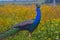 A portrait of a peacock standing in the meadow at the sea of Galilee Israel