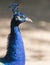 Portrait of a peacock in the zoo