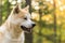 Portrait of pedigree Akita-inu japanese dog