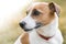 Portrait of a pedigree cute dog Jack Russell Terrier looking left