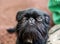 Portrait of pedigree dog Belgian Griffon