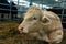 Portrait of a Pedigree Limousin bull, cattle farming and housing, livestock