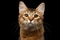 Portrait of pedigree orange Somali kitty on isolated black background