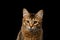 Portrait of pedigree orange Somali kitty on isolated black background