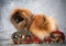 Portrait of Pekingese dog