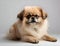 Portrait of the Pekingese dog