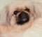 Portrait of a Pekingese dog