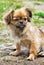 Portrait Of Pekingese Dog On A Grass