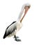 Portrait Of A Pelican bird without shadow on white background. Closeup the bird is cleaning its beautiful feathers