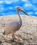 Portrait of pelican close