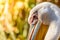 Portrait of a pelican, head with a colorful beak on a light background