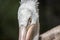Portrait of a pelican in the park