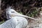 Portrait of a pelican seabird