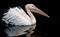 A portrait of a pelican swimming set against a black background, wth a reflection on the rippling water underneath.