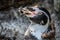 Portrait of a penguine with its beak open