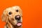 Portrait of pensive golden retriever labrador shows tongue on a orange studio background.Closeup,copy space