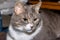Portrait of a pensive gray domestic cat. Full gray cat close up