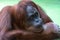 Portrait of a pensive orange orangutan with a funny face lazily watching what is happening