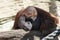 Portrait of a pensive orange orangutan with a funny face lazily watching what is happening