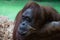 Portrait of a pensive orange orangutan with a funny face lazily watching what is happening