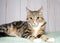 Portrait of a pensive tabby cat laying on a blanket