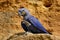 Portrait of a perched blue macaw parrot with a paw raised