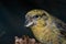 Portrait of perched female red crossbill