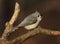 Portrait of perched tufted titmouse