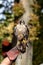 A portrait of a peregrine falcon sitting on a falconers glove during a bird show about falconry